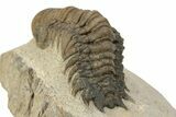 Detailed Crotalocephalina Trilobite - Orange Mineral Striping #251673-4